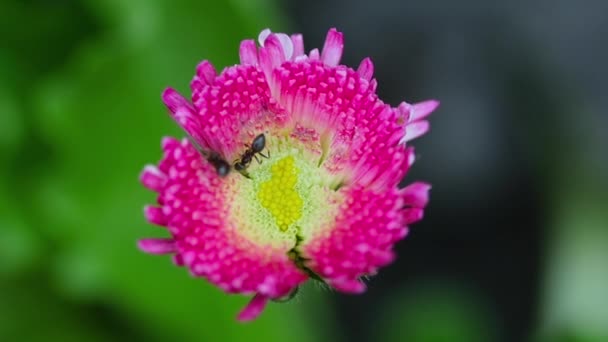 Insectos y flores en verano — Vídeos de Stock