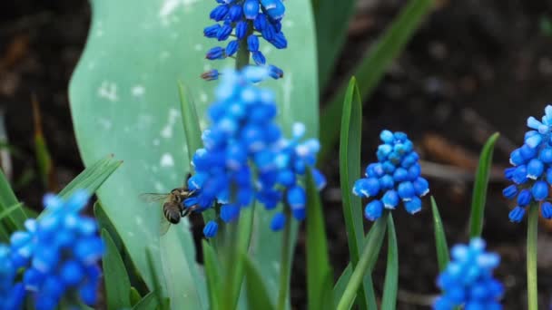 Abelha em uma flor azul — Vídeo de Stock