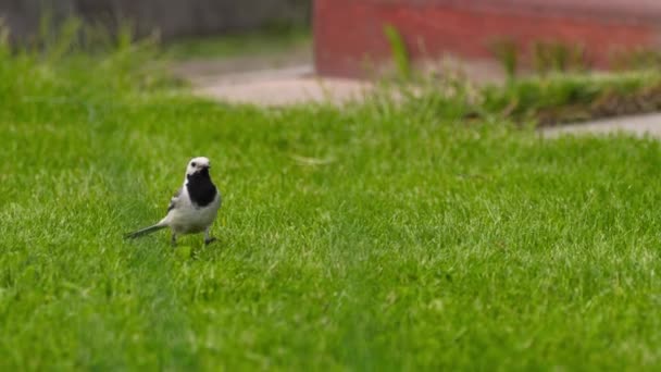 Wagtail buscando insectos en la hierba — Vídeos de Stock