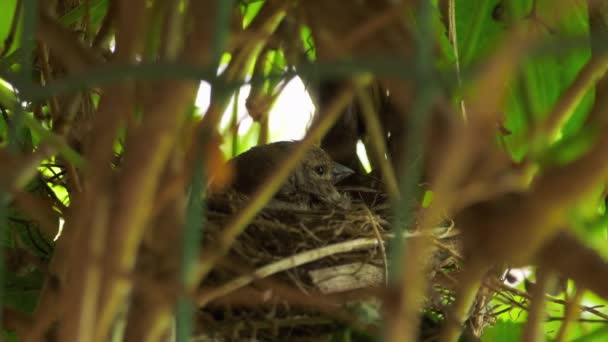 Pájaro se sienta en el nido — Vídeo de stock