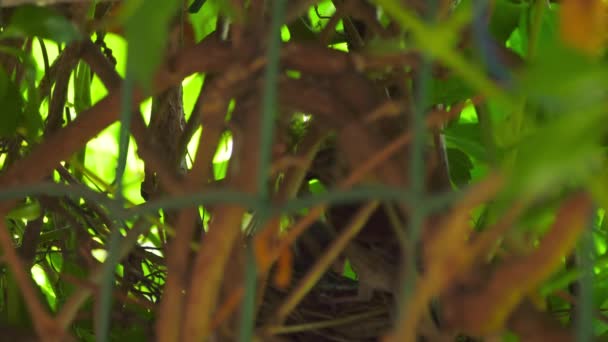 Bird feeds hungry chicks — Stock Video