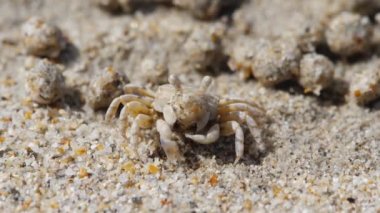 Kum baloncuğu yengeci ve kum topları