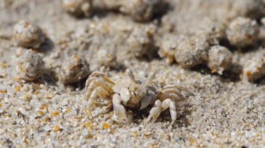 Kum baloncuğu yengeci ve kum topları