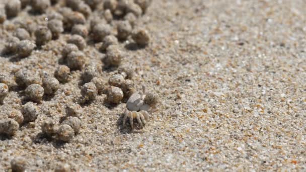 Caranguejo bolha de areia e bolas de areia — Vídeo de Stock