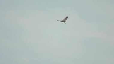 Beyaz karınlı deniz kartalı. Haliaeetus leucogaster