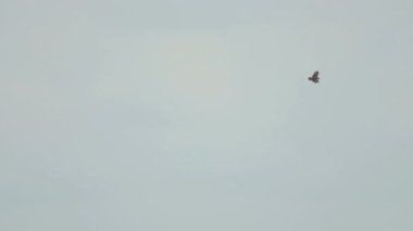 Büyük Benekli Kartal Koh Miang adasında süzülüyor.