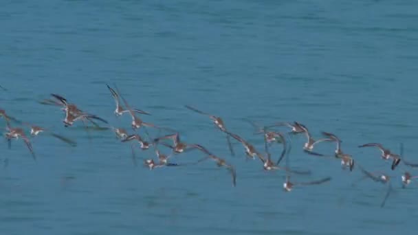 Větší písečný drancování ptáků na pláži — Stock video