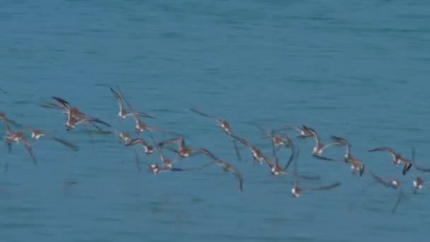 Uccelli plover sabbia più grande sulla spiaggia — Video Stock