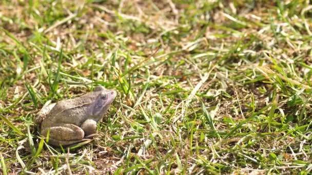 Una rana en la hierba — Vídeo de stock