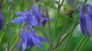 Bumblebee aquilegia çiçek
