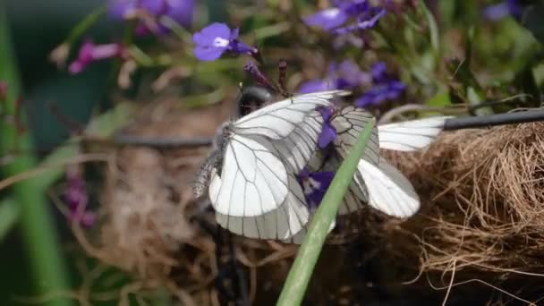 Mariposa blanca veteada negra — Vídeos de Stock