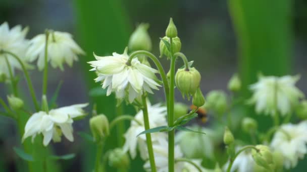 Bumblebee em flor de aquilegia — Vídeo de Stock