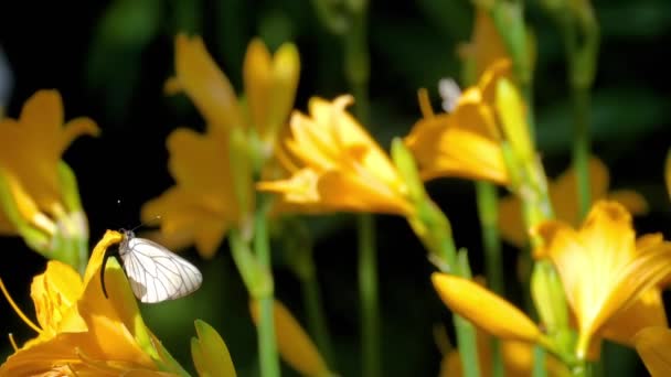 Černý žilkovaný bílý motýl na liliovém květu — Stock video