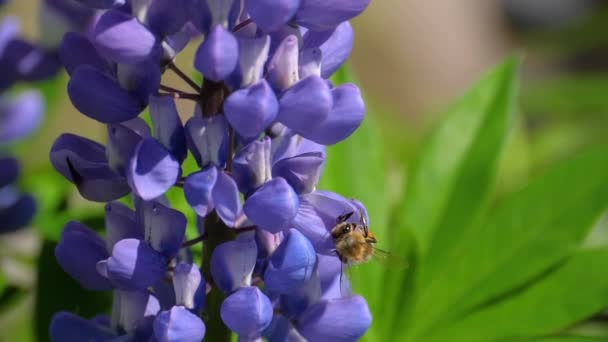 Bin på blå lupin blomma — Stockvideo