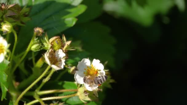 स्ट्रॉबेरी फूलों पर मधुमक्खी — स्टॉक वीडियो