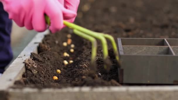 在花园里种豌豆 — 图库视频影像