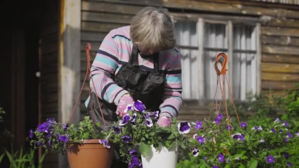 Watering petunias in the garden — Vídeo de Stock
