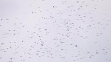 Gökyüzünde kocaman bir kuş sürüsü