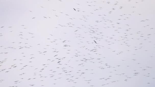 Una enorme bandada de aves en el cielo — Vídeos de Stock