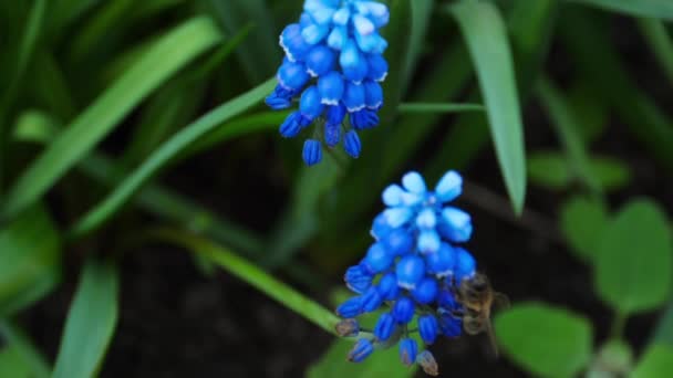 Abelha coleta néctar de flores — Vídeo de Stock