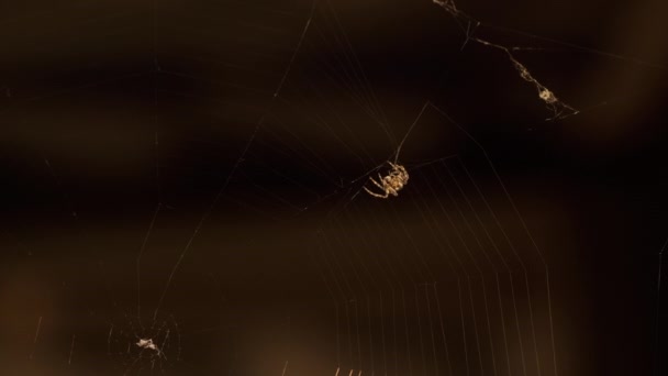 Spider on web at night — Stock Video