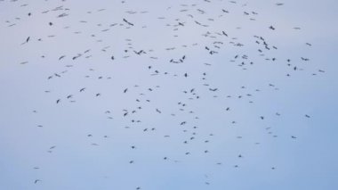 Büyük Asya sürüsü Mavi gökyüzündeki Openbill kuşları