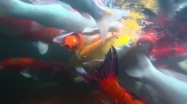 Gölette koi balığı yemek, sualtı çekimi..