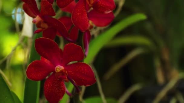 Galhos florescentes de orquídeas vermelhas, roxas e laranja — Vídeo de Stock