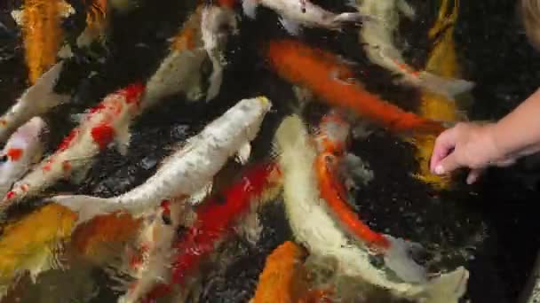 Peixe Koi na lagoa comendo . — Vídeo de Stock