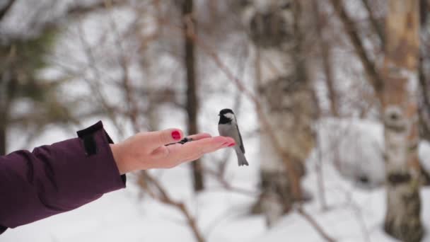 Насіння птахів з рук — стокове відео