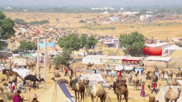 Fiera tradizionale indiana dei cammelli — Video Stock