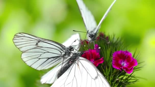 Reproducción de mariposas en la naturaleza — Vídeos de Stock