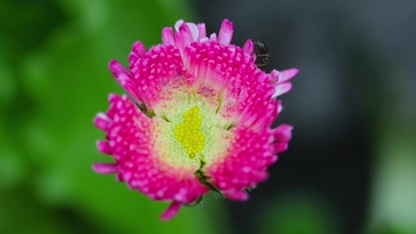 Έντομο κόσμο, μυρμήγκι σε ένα λουλούδι — Αρχείο Βίντεο