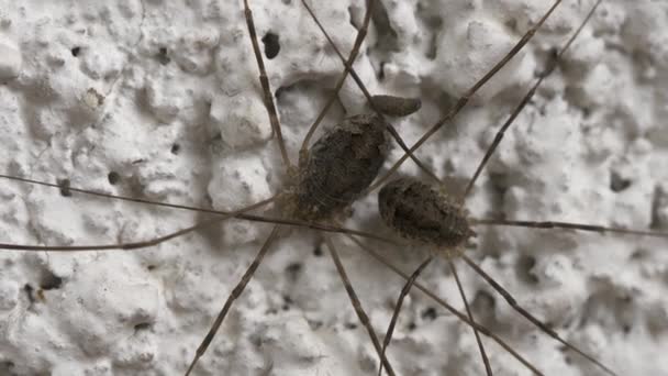 Langbeine -Opiliones- oder Erntehelfer — Stockvideo