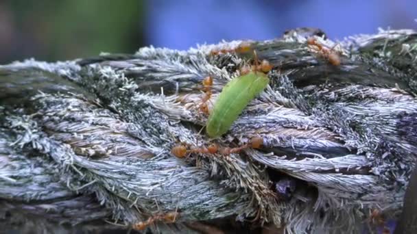 Τα μυρμήγκια επιτέθηκαν σε κάμπια. — Αρχείο Βίντεο