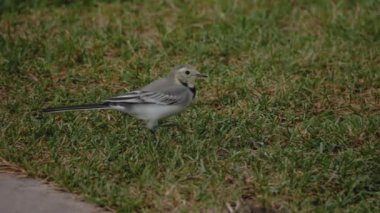 Yabani kuş beyaz kuyruğu çimlerin üzerinde