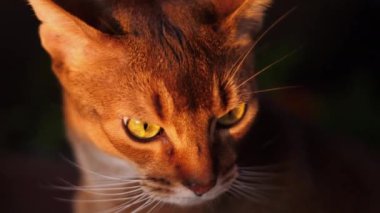 Habeş kedisi portre