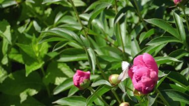 Siyah damarlı beyaz kelebek