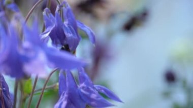 Bumblebee aquilegia çiçek