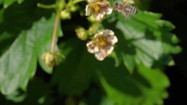 Çilek çiçek arıya