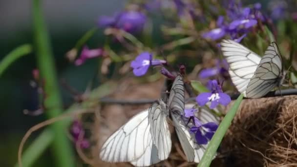 Fekete vénás fehér pillangó — Stock videók