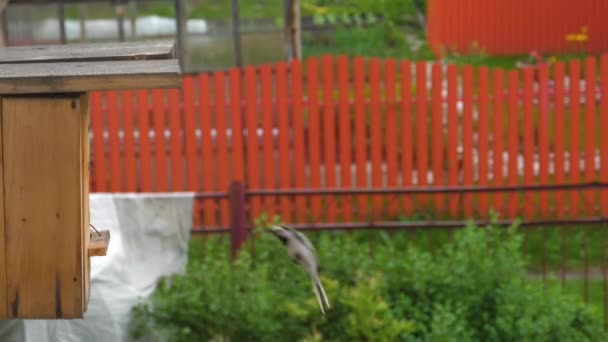 Dziki ptak biały wagon w pobliżu gniazda — Wideo stockowe