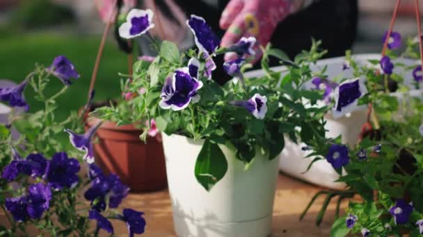 Trasplante de petunias en maceta — Vídeos de Stock