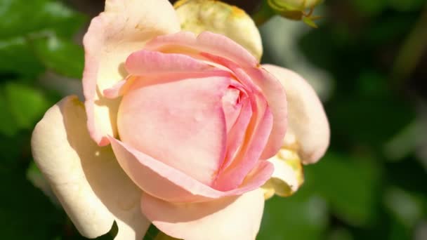 Tender pink rose bud — стоковое видео
