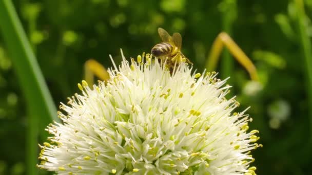 昆虫大黄蜂在花朵上 — 图库视频影像