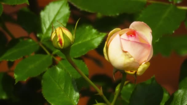 Brote de rosa sin abrir en el jardín — Vídeo de stock