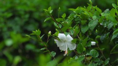 Yağmurda beyaz renk amber çiçeği