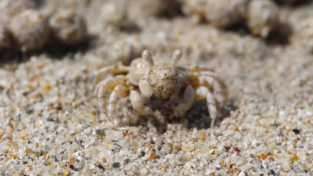 Pískové bubliny krab a koule písku — Stock video