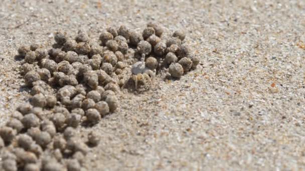 Crabe à bulles de sable et boules de sable — Video