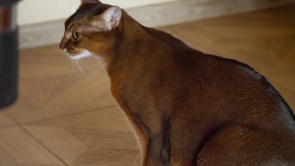 Καθαρόαιμος γάτα αβυσσινιακού — Αρχείο Βίντεο